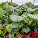 Kalatea guľatolistá (Calathea orbifolia) - výška 40-50 cm, kont. C3L